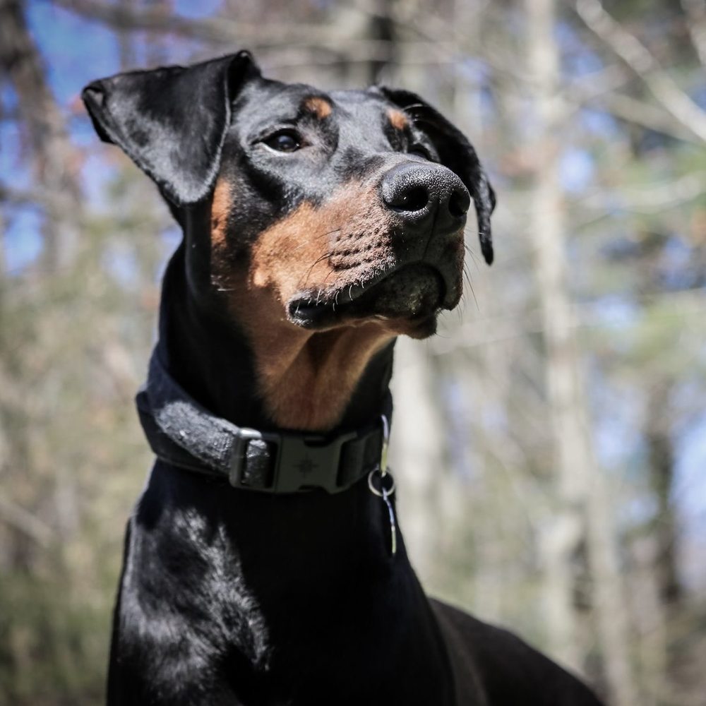 Meet your Posher, James